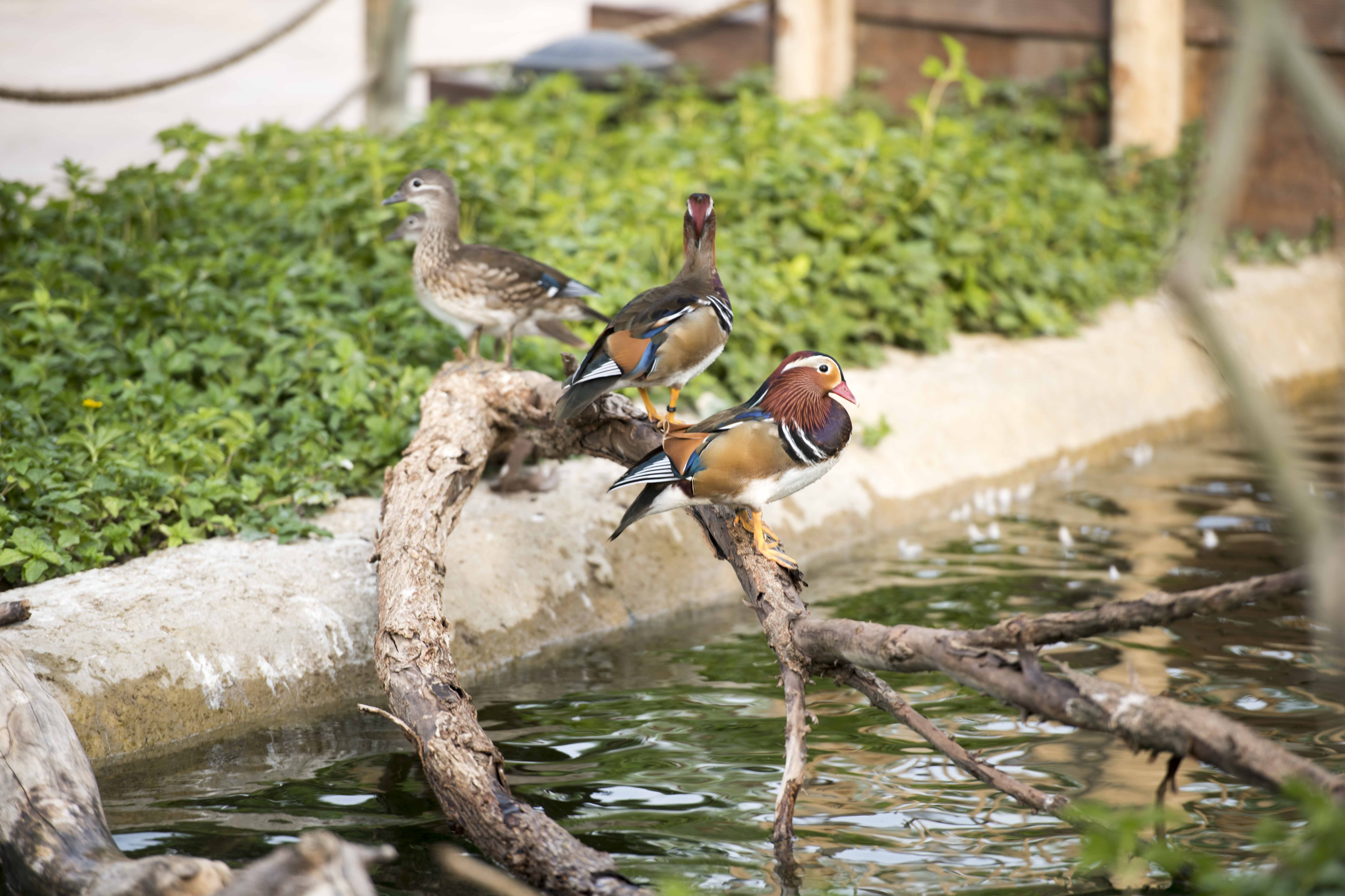 Dubai Safari Park Vögel