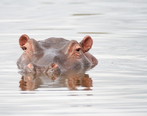 hippos at dubai safari park