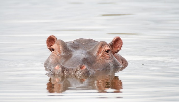 Dubai Safari Park Nilpferd
