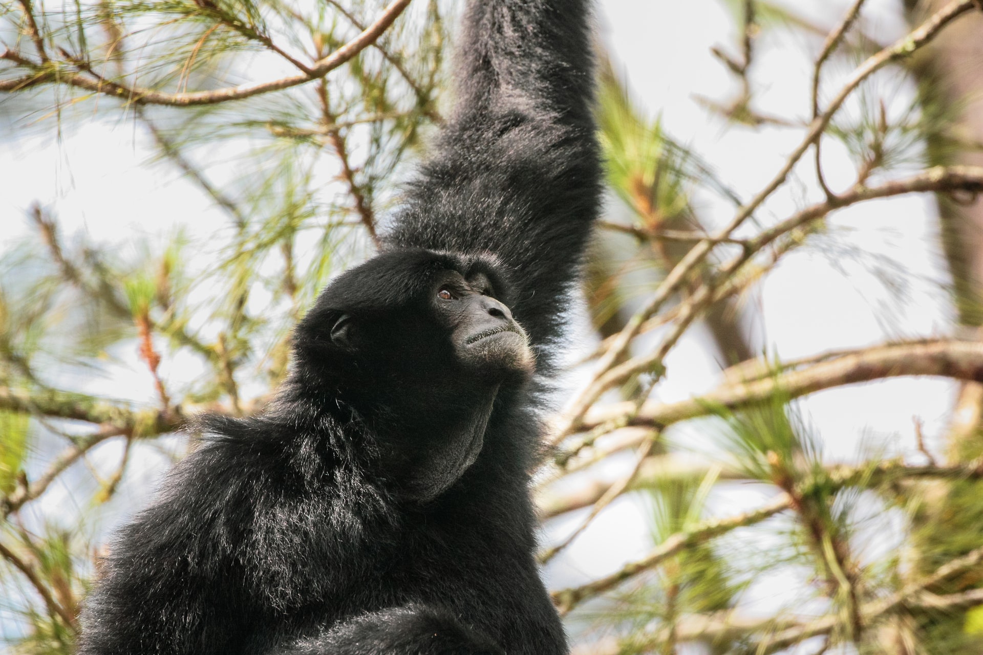 Mogo zoo tickets siamang