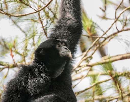 Mogo zoo tickets siamang