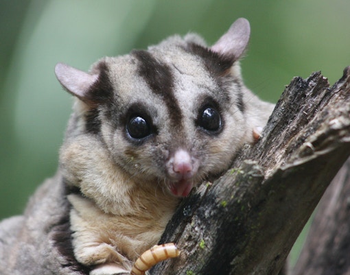 Maru Koala & Animal Park tickets sugar glider
