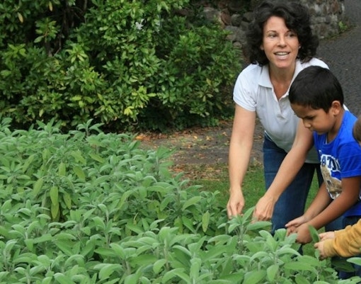 Medicinal Herb Garden