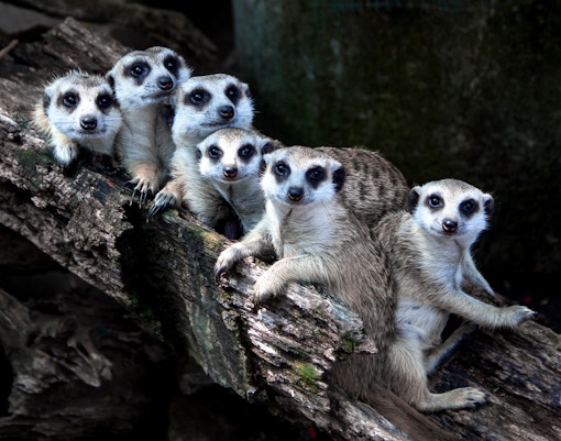 Mogo zoo tickets meerkats