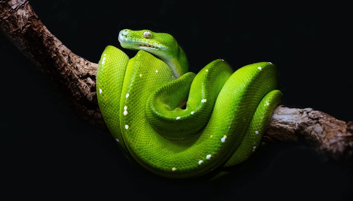 Barcelona Zoo Terrarium