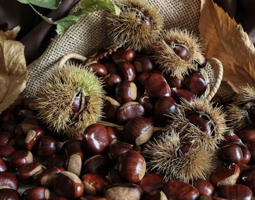 Chestnuts in a basket with leaves, typical of Barcelona in November.