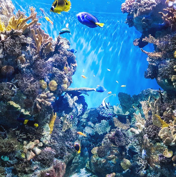 Did you know these facts about the Barcelona Aquarium?