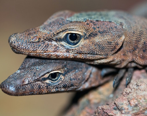 Maru Koala & Animal Park tickets lizard