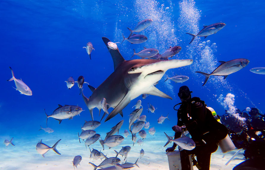 plan your visit lost chambers aquarium