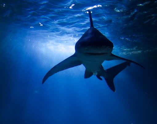 Acquario Parigi biglietti