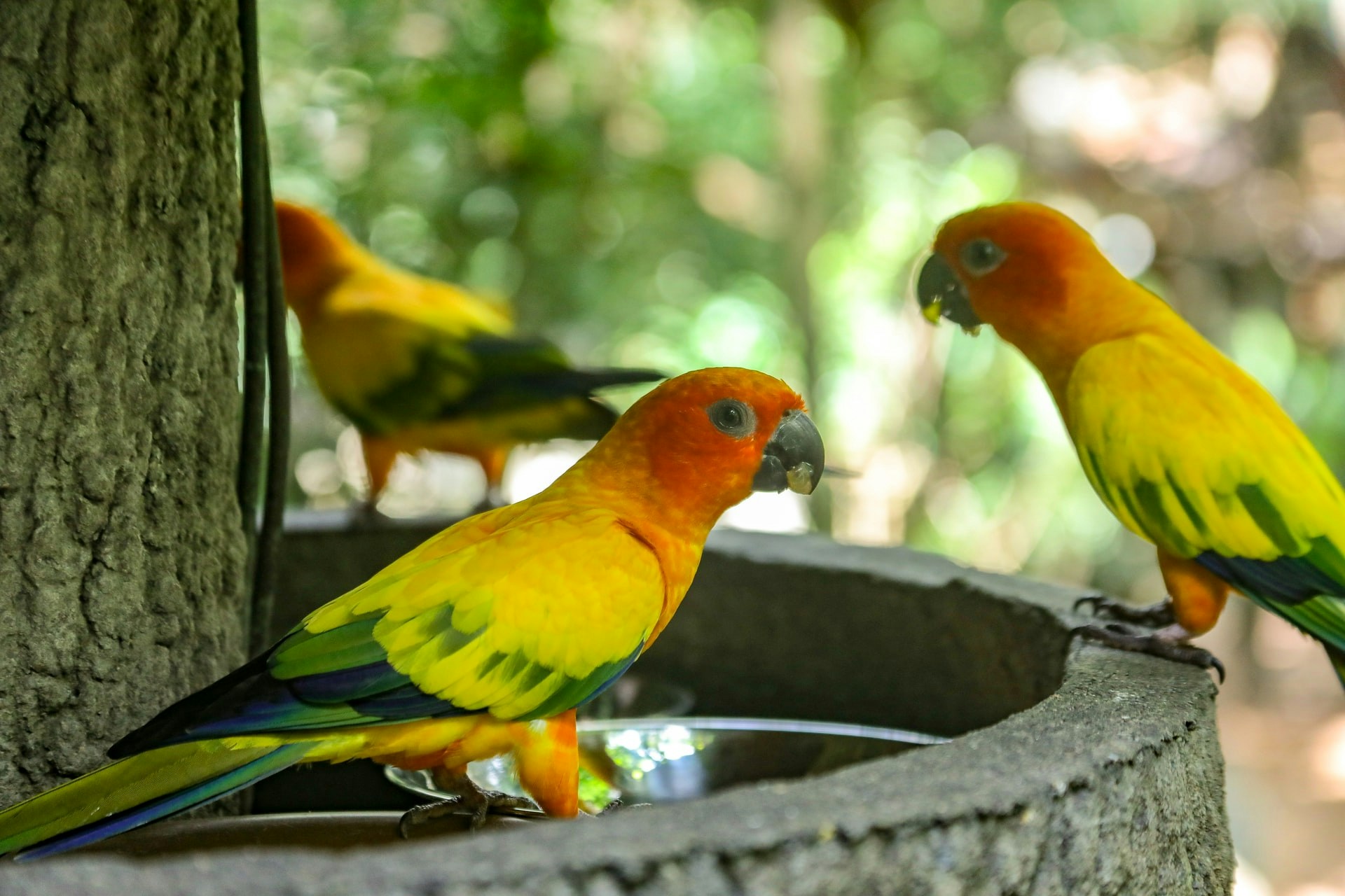 Grace’s Bird Garden