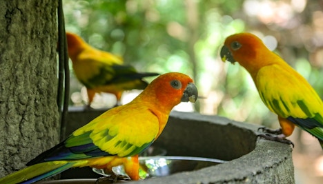 Singapore in December -Jurong Bird Park