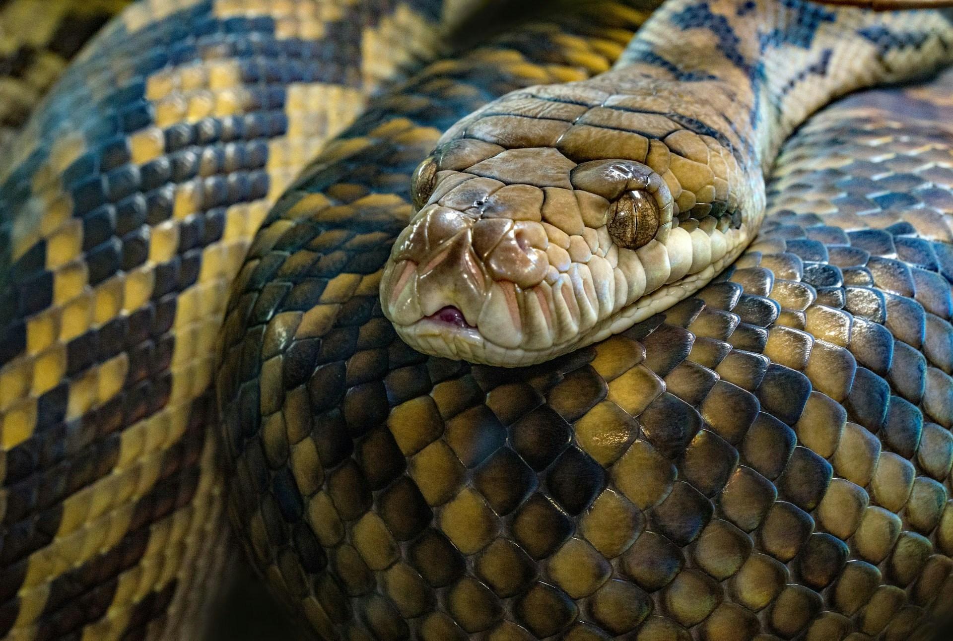Snake coiled on a branch 
