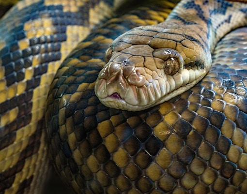 Maru Koala & Animal Park tickets snake