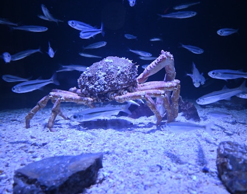 Acquario Parigi biglietti