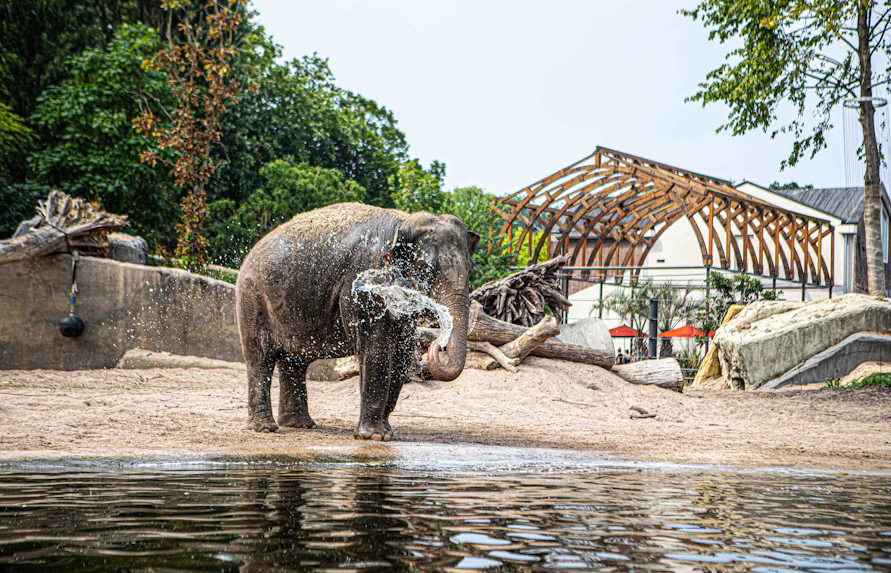 Elephant spraying water at ARTIS Amsterdam Royal Zoo.