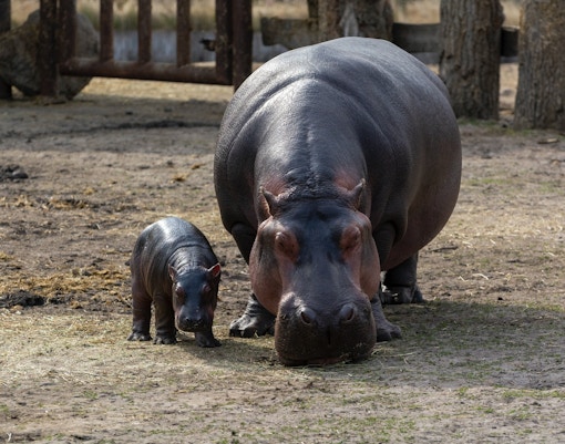 Zoo Negara tickets hippo