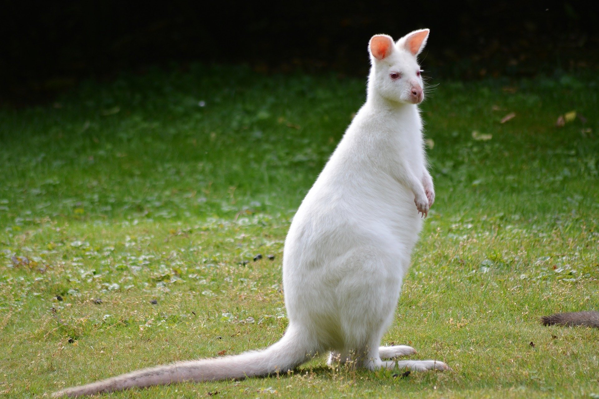 Maru Koala & Animal Park tickets albino roo