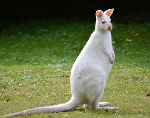 Maru Koala & Animal Park tickets albino roo