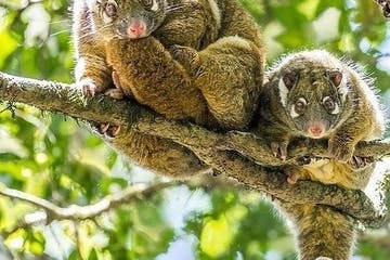  Lumholtz Tree Kangaroo