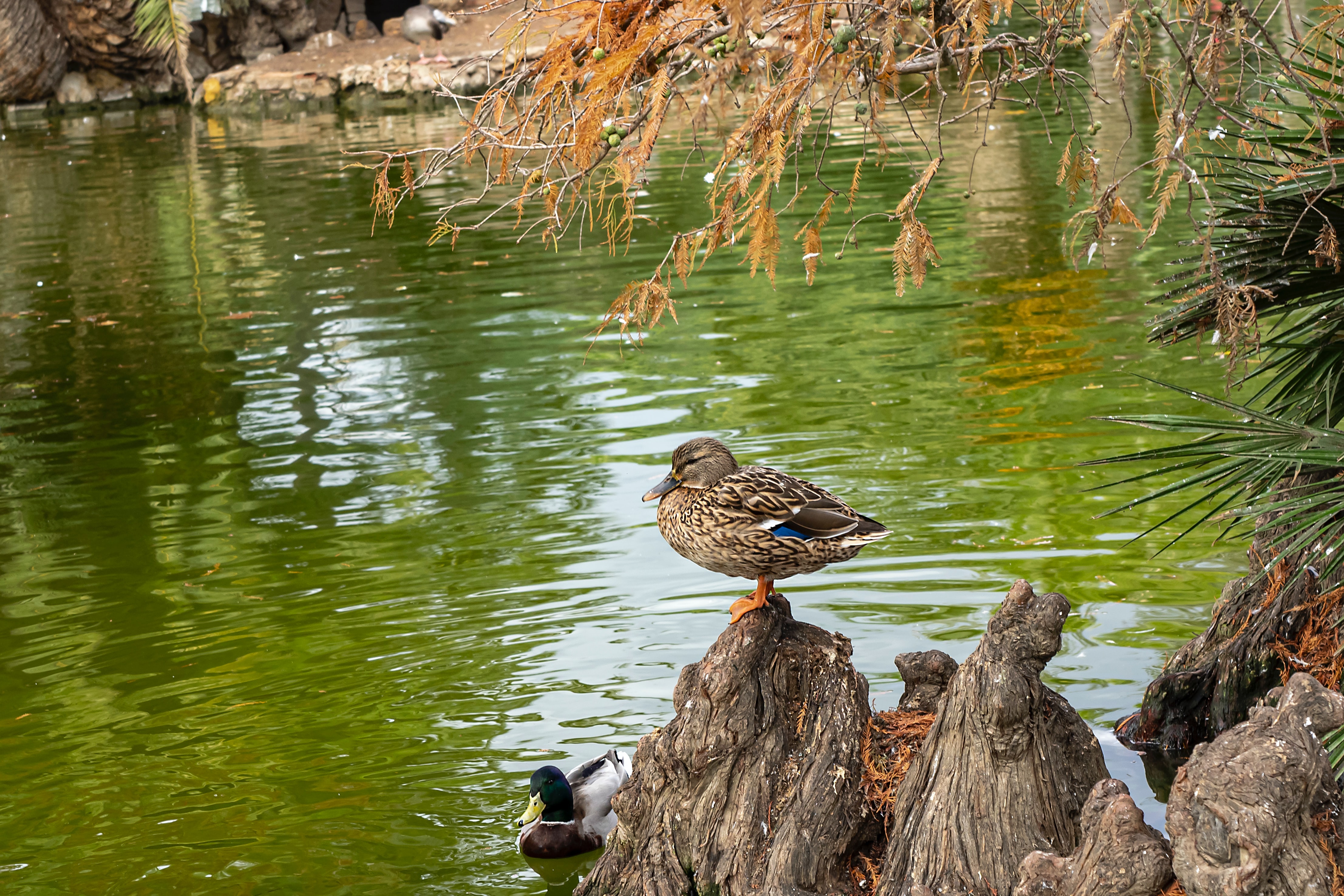 Parc de la Ciutadella barcelona
