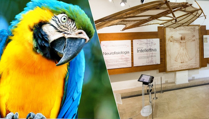 Leonardo da Vinci Museum