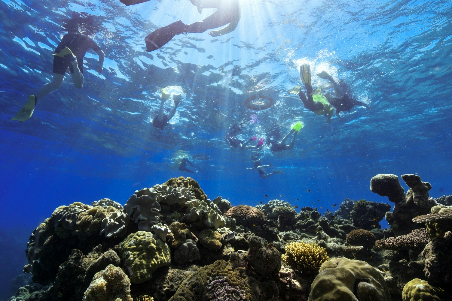 Snorkelers exploring coral reef during Green Island cruise.