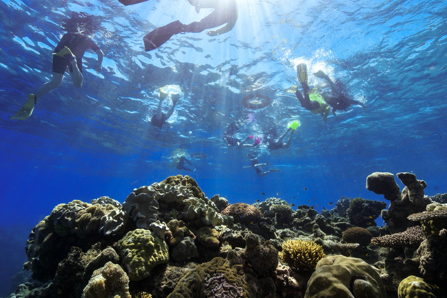 Snorkelers exploring coral reef during Green Island cruise.