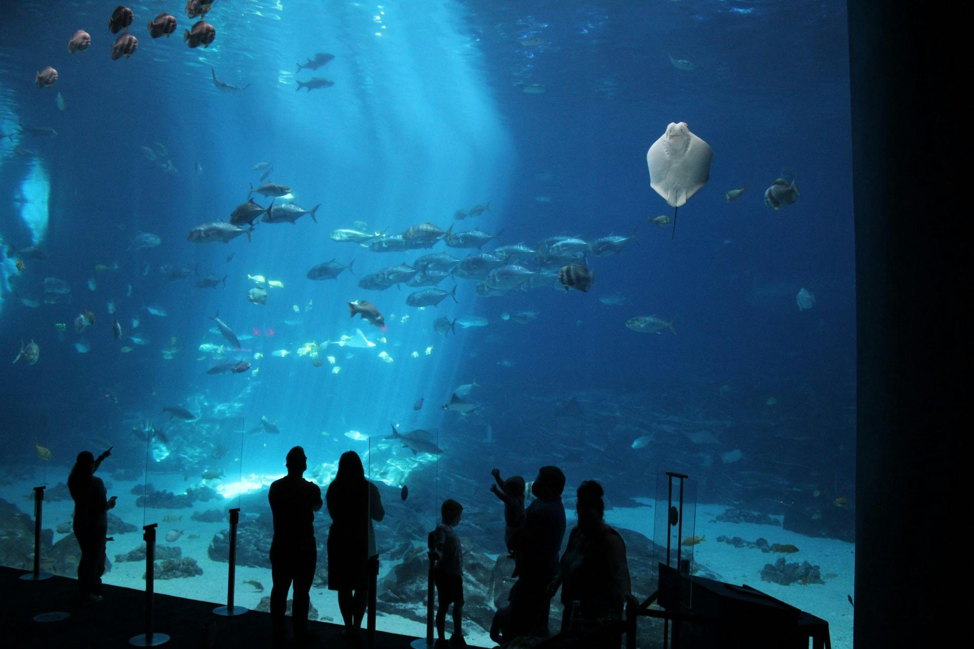 Georgia Aquarium