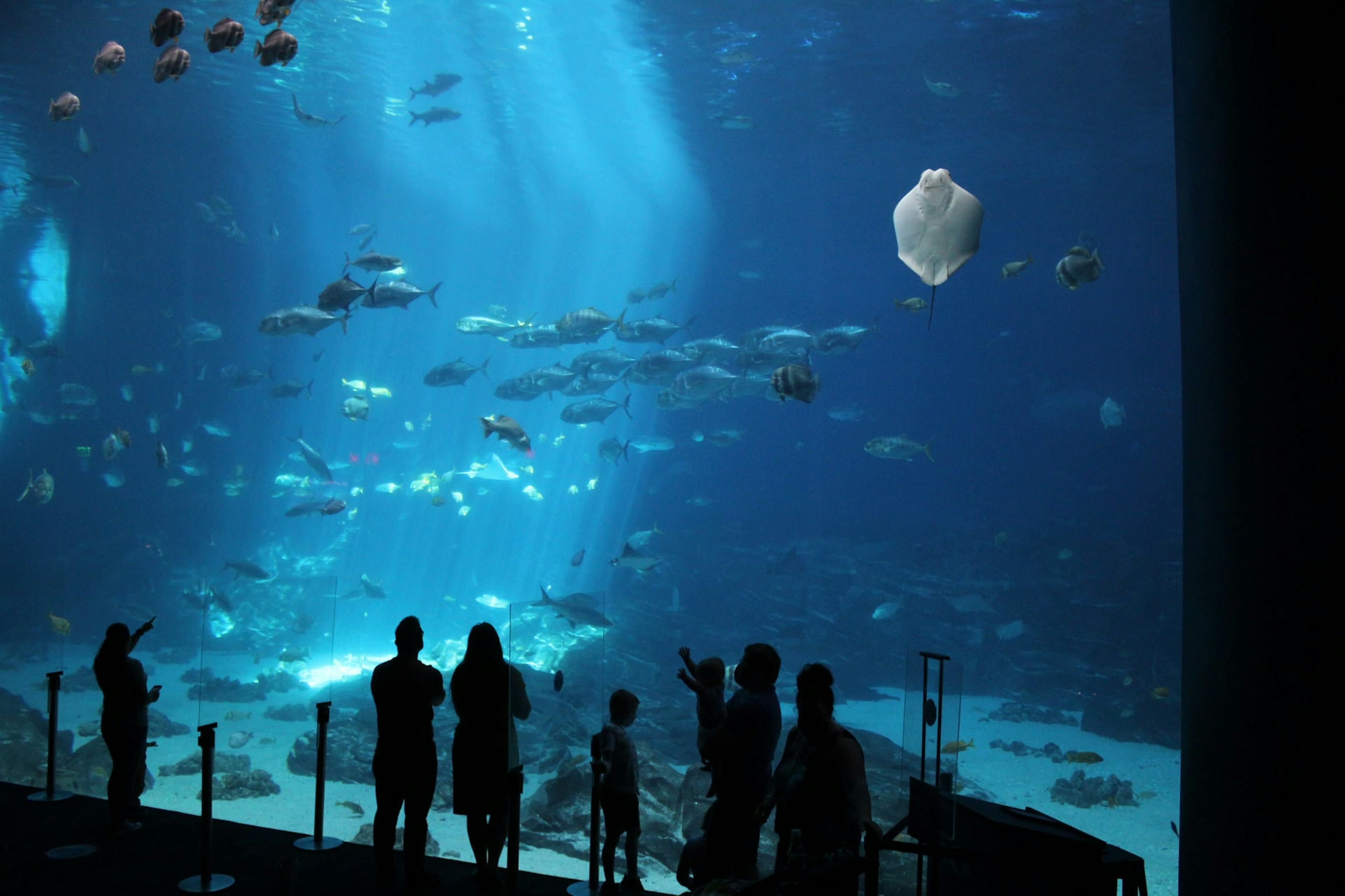 Georgia Aquarium