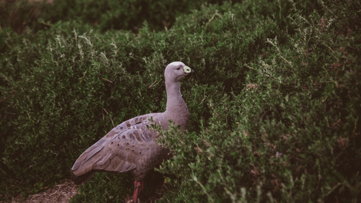 about Phillip Island Nature Parks