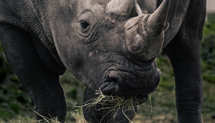 billet zoo Schönbrunn