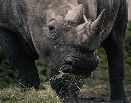 rhino dubai safari park