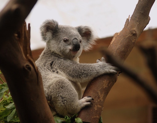 Maru Koala & Animal Park tickets