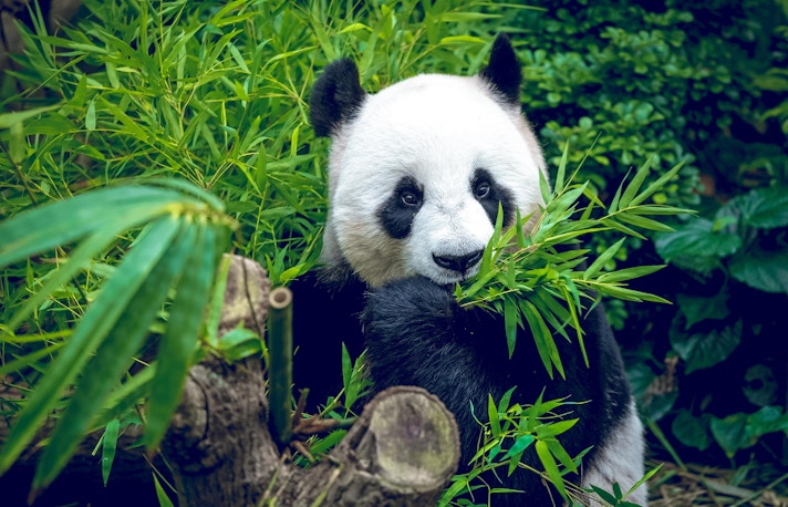 Singapore in July - Staycation in the Wild