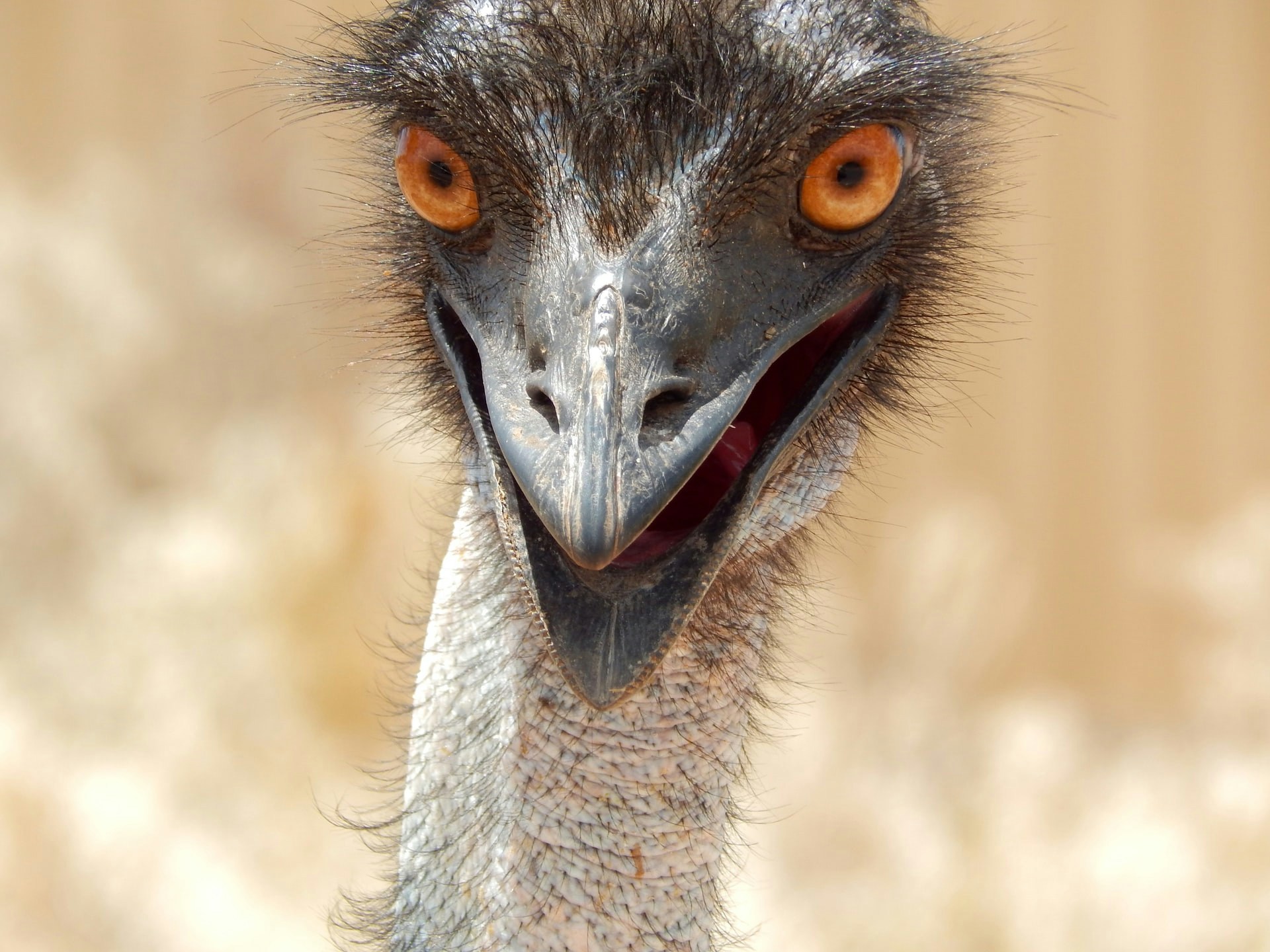 Emu close-up