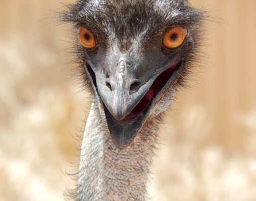 Close up on an orange eyed Emu