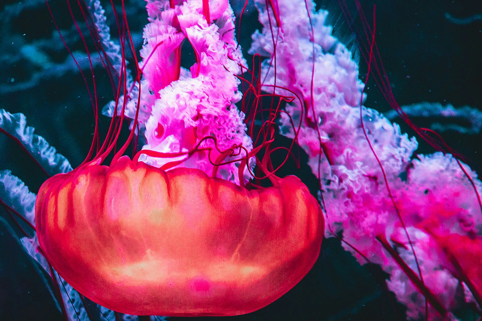 Jellyfish swimming in the Paris Aquarium exhibit.