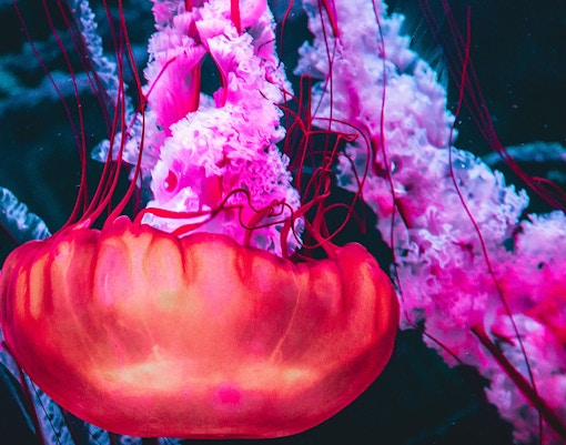 Acquario Parigi biglietti