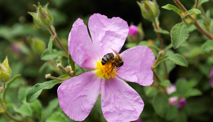 Botanical Garden Barcelona