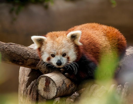 Mogo zoo tickets red panda