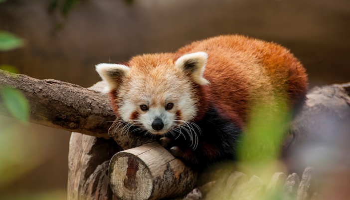Red panda resting on a log at Mogo Zoo.
