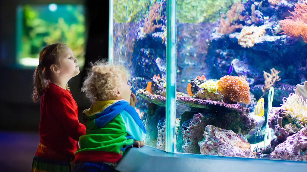 About Lost Chambers Aquarium