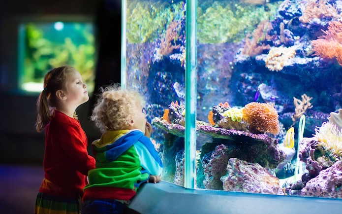 Children observing colorful fish in a tropical aquarium exhibit.