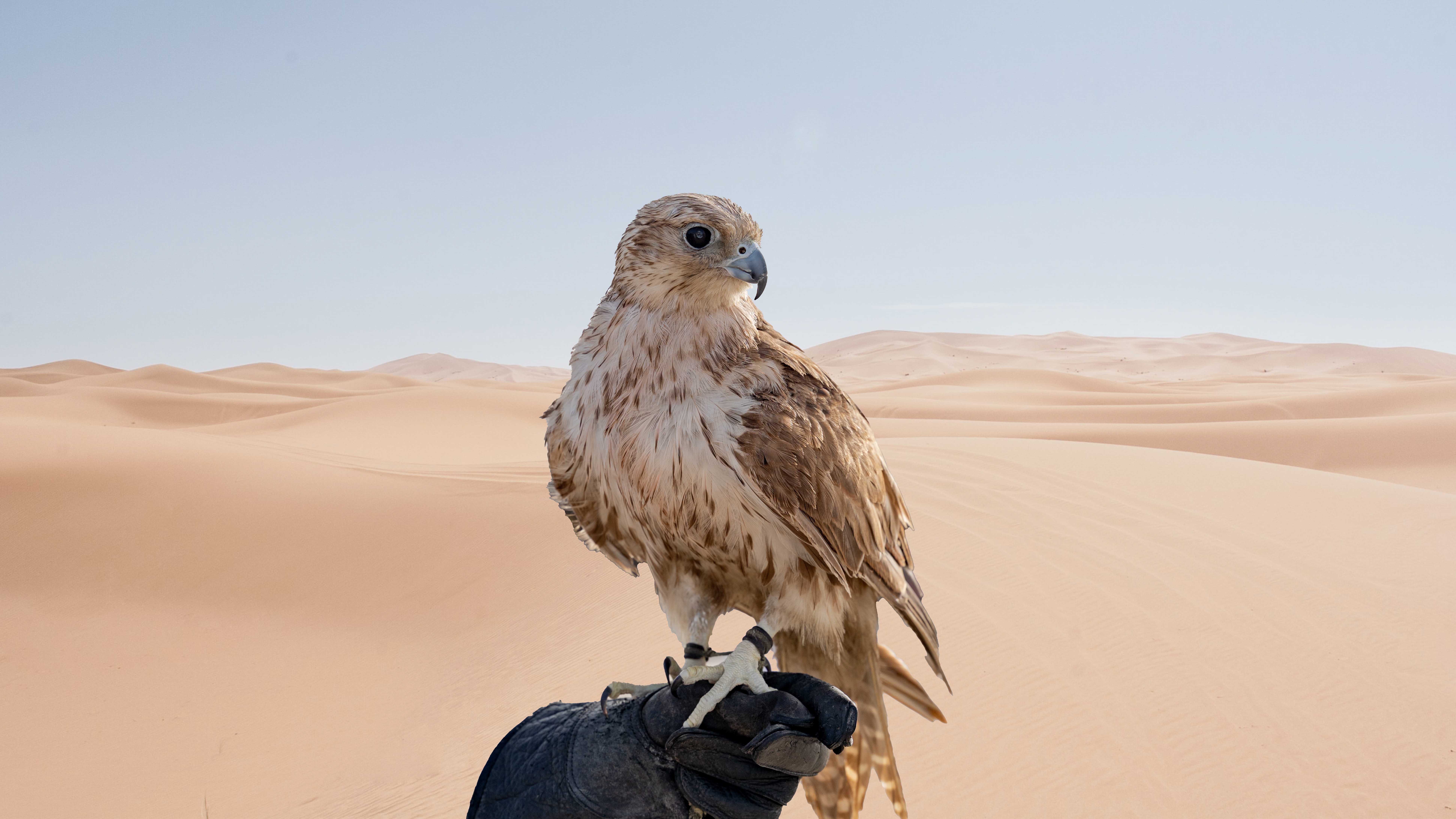 Falcon perched on a gloved hand in the Dubai desert during a nature safari.