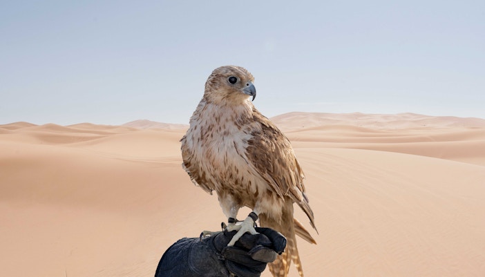 Falcon perched on a gloved hand in the Dubai desert during a nature safari.