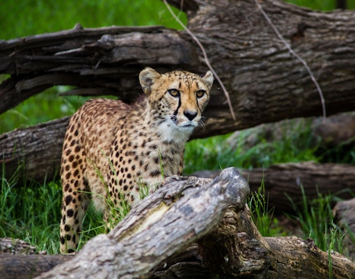 Cheetah standing among logs and grass at a zoo exhibit.
