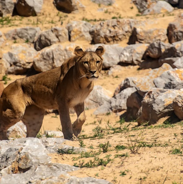 Your guide to a day out at the Barcelona Zoo