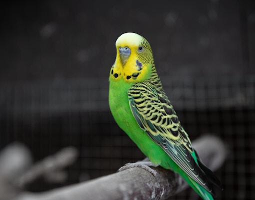 Maru Koala & Animal Park tickets australian parrot