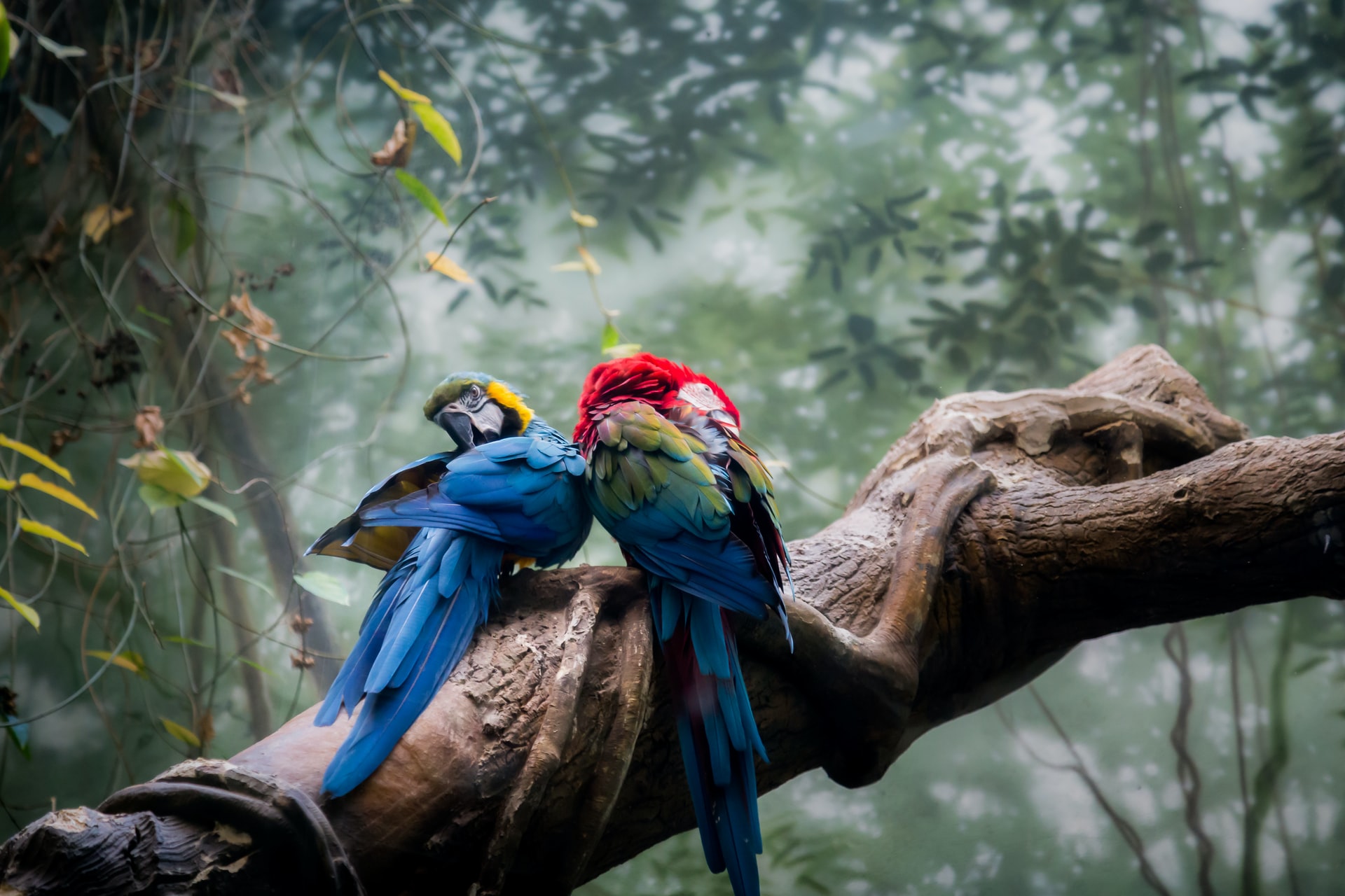 Zoo Negara tickets macaw